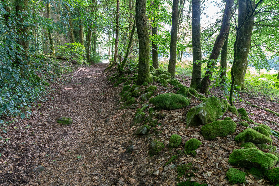 Chemin forestier près de Sauvan