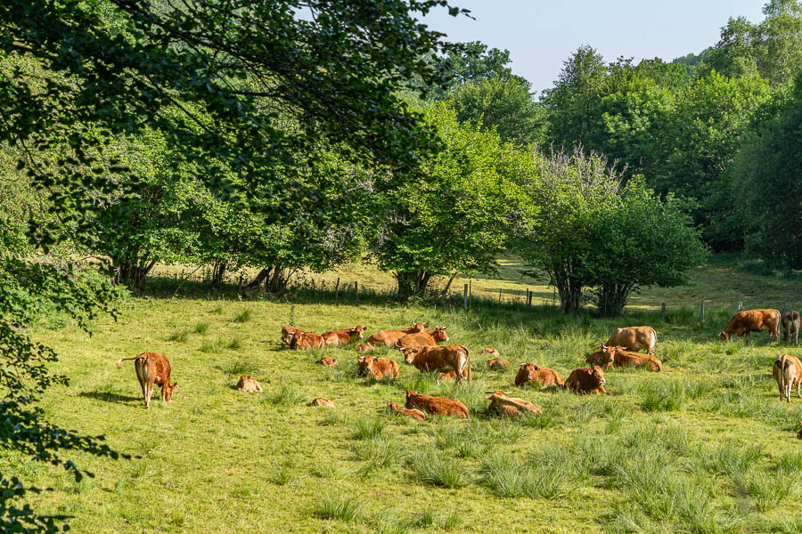 Le Vialaneix : vaches 322 à 356