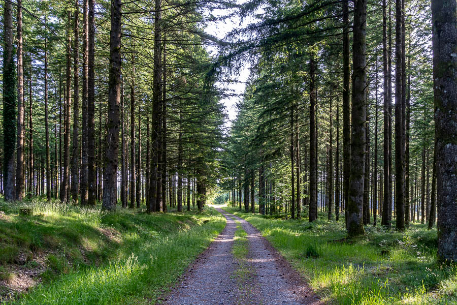 Chemin forestier près de Chadebec