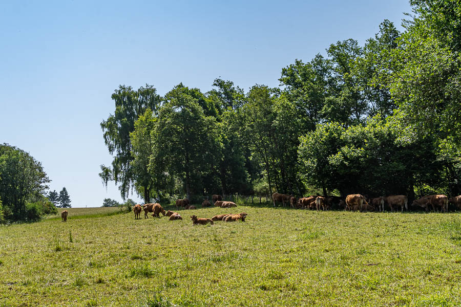 Clamoudeix : vaches 544 à 576