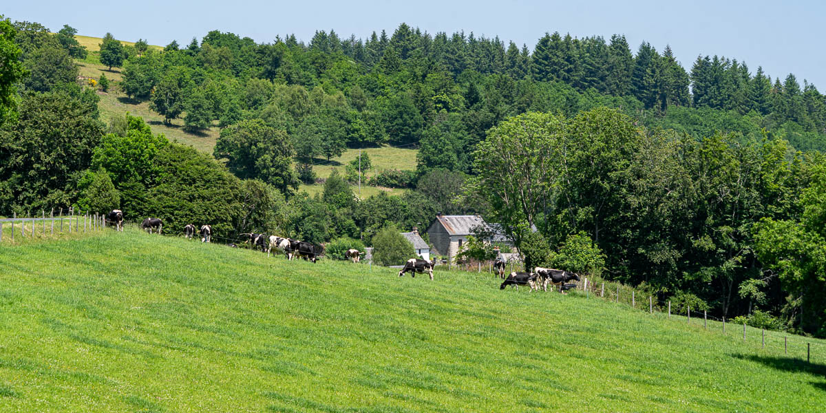 Sounaleix : vaches 656 à 675