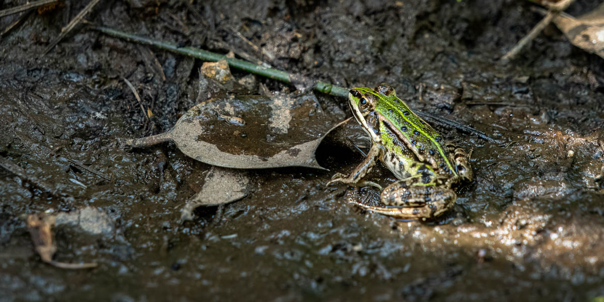 Grenouille verte (Pelophylax kl. esculentus)