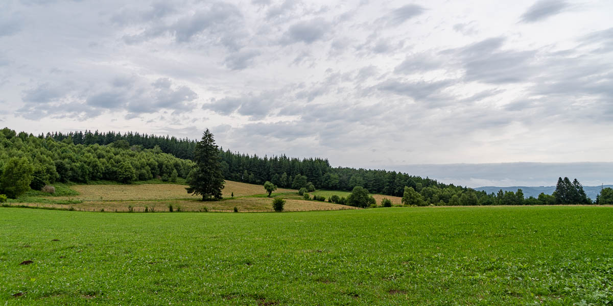 Pré et forêt
