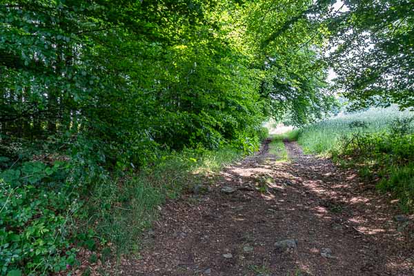Chemin forestier près de la Chabrière