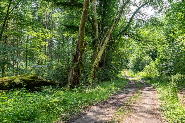 Chemin forestier près des Chaussades
