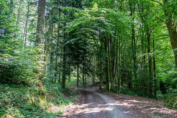 Chemin forestier près du puy Chabana