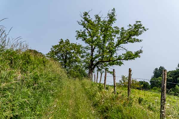 Chemin et arbre près du moulin de Bonnefond