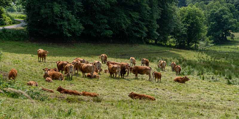 Saint-Hilaire-les-Courbes : vaches 42 à 75