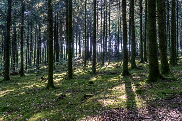 Forêt près du puy de la Roche