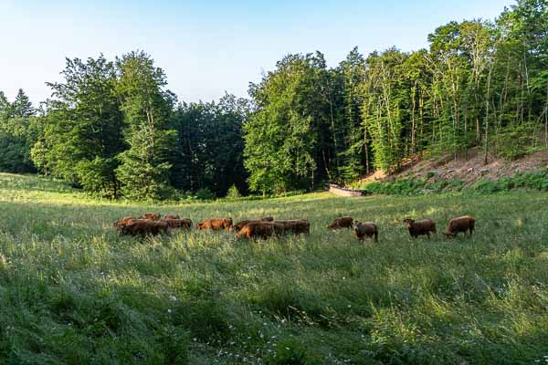Chaumeil : vaches 256 à 275