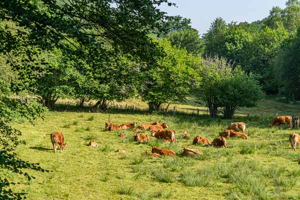 Le Vialaneix : vaches 322 à 356