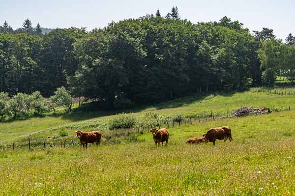 Saint-Yrieix-le-Déjalat : vaches 375 à 378