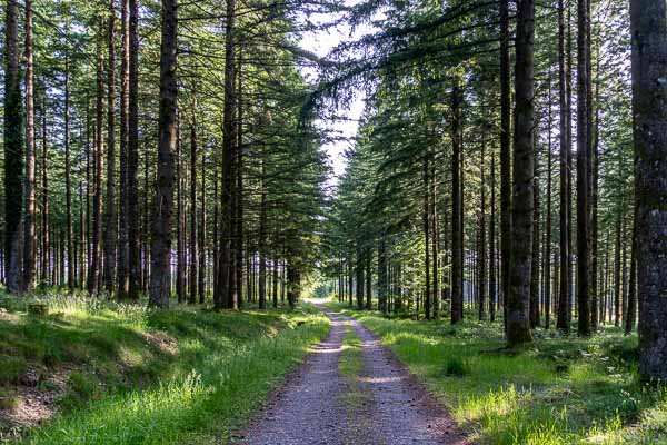 Chemin forestier près de Chadebec
