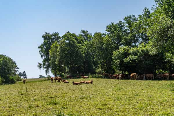 Clamoudeix : vaches 544 à 576