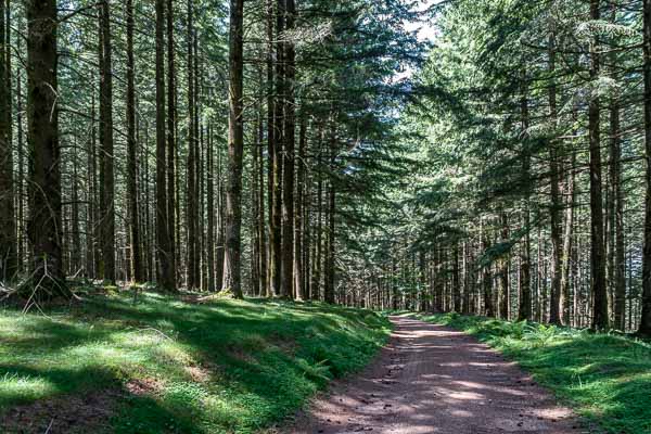 Chemin forestier entre Feyssac et Sounaleix