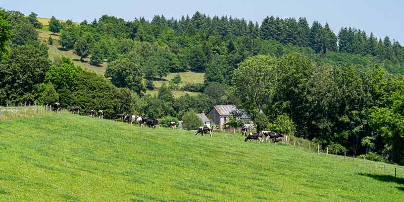 Sounaleix : vaches 656 à 675