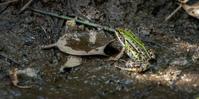 Grenouille verte (Pelophylax kl. esculentus)