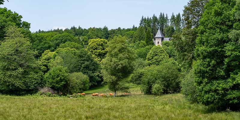 Mont Buchoux et vaches 722 à 735