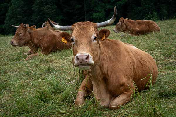 Vache n° 986