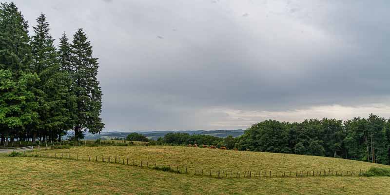 Vaches 986 à 1000