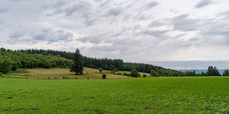 Pré et forêt