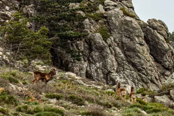 Mouflons au col de Peyre Azent