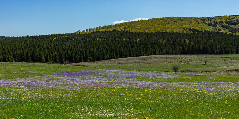 Pré fleuri