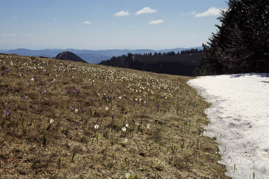 Perce-neige