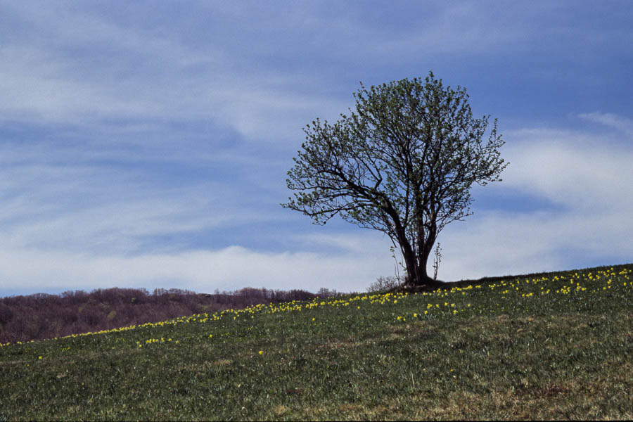 Arbre isolé