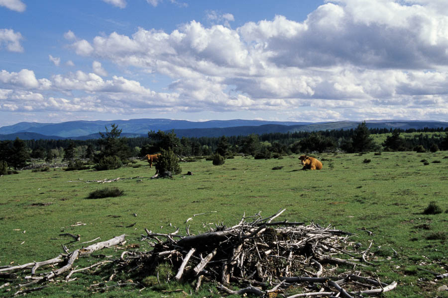 Vaches lozériennes