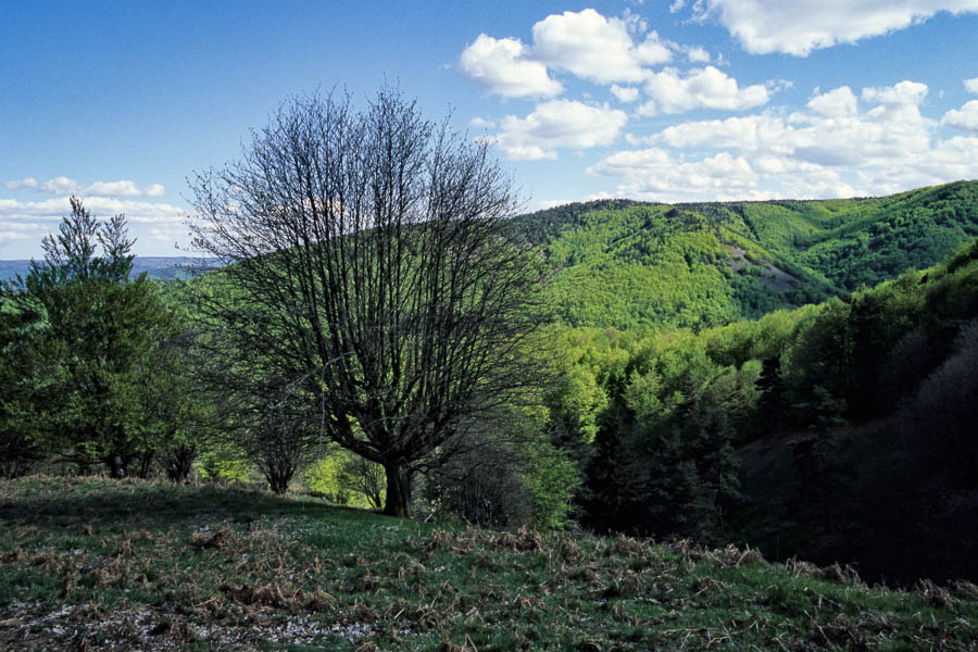 Arbre devant la montagne du Goulet