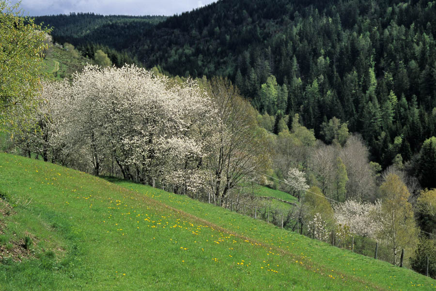 Arbres en fleur