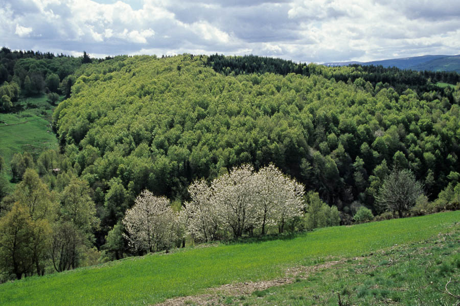 Forêt printanière