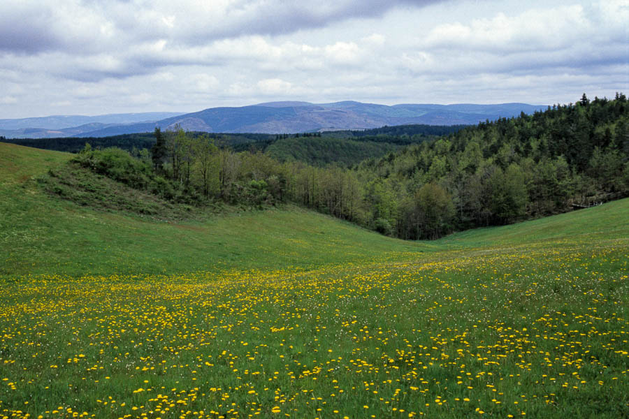 Pré fleuri, au loin le mont Lozère