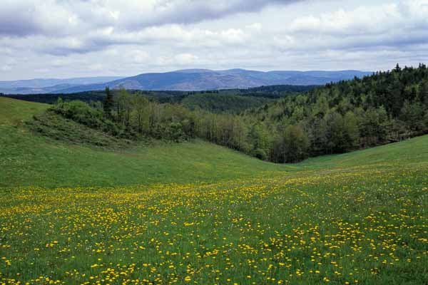 Pré fleuri, au loin le mont Lozère