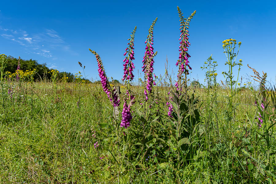 Grande Digitale (Digitalis purpurea)