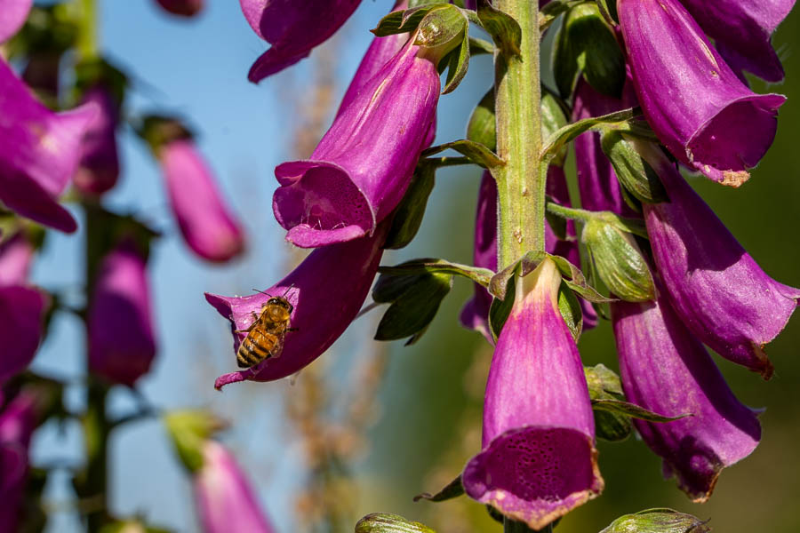 Grande Digitale (Digitalis purpurea)