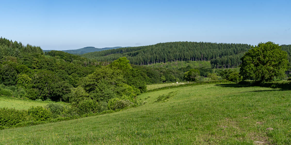 Forêt du Morvan