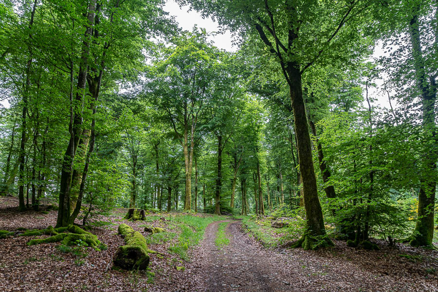 Chemin forestier