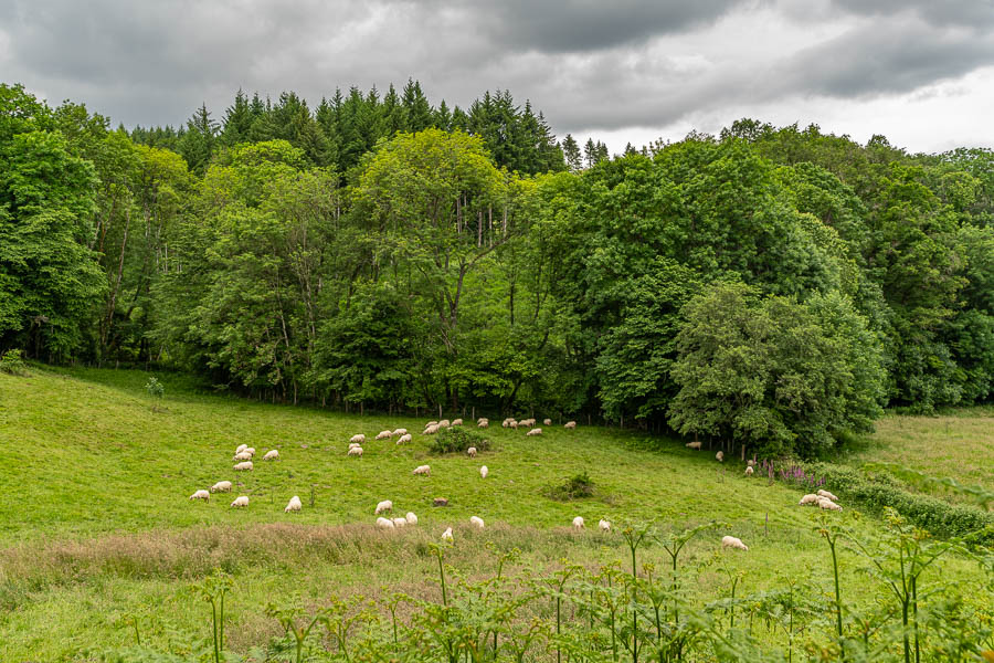 Mont Beuvray : descente vers Saint-Léger-sous-Beuvray, moutons