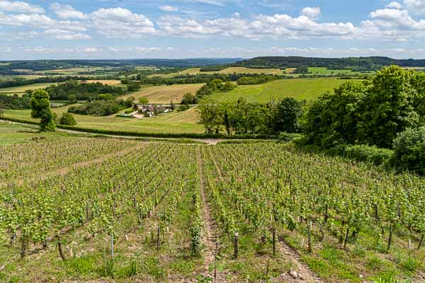 Vignoble de Vézelay