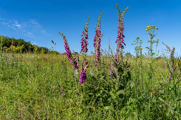 Grande Digitale (Digitalis purpurea)