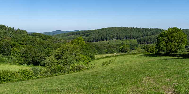 Forêt du Morvan