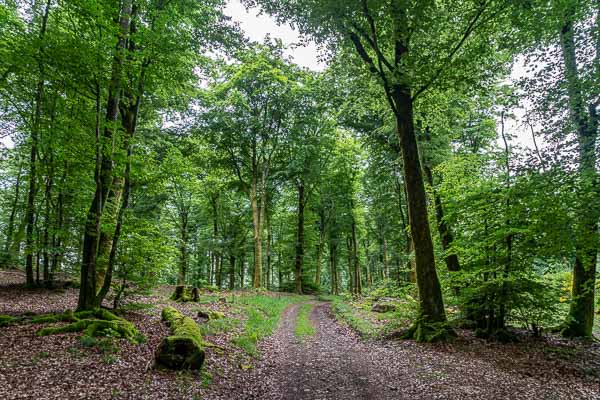 Chemin forestier