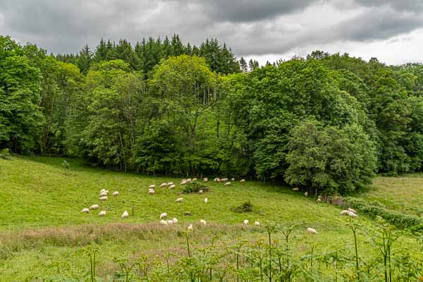Mont Beuvray : descente vers Saint-Léger-sous-Beuvray, moutons