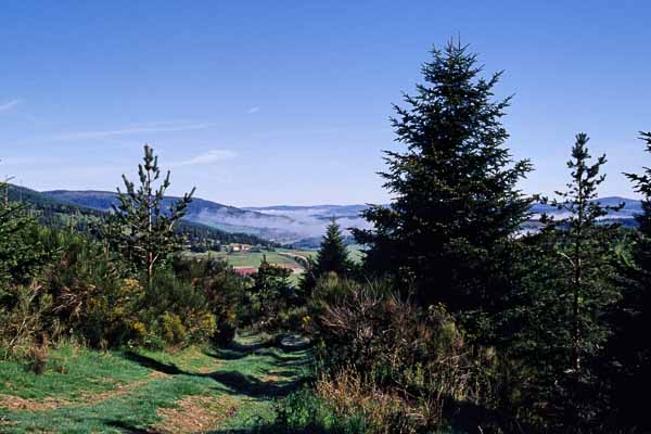 Forêt après La Bastide-Puylaurent