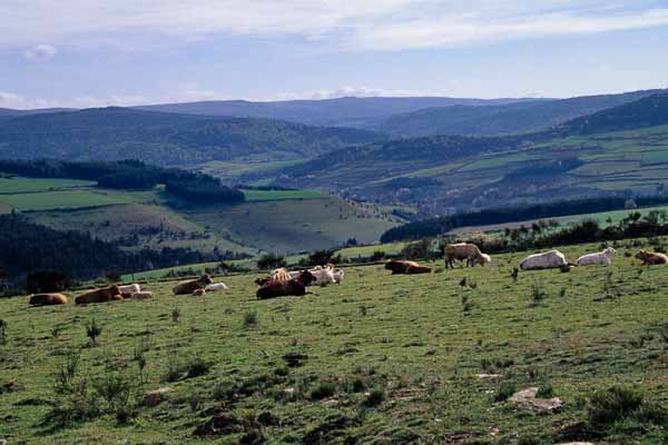 Avant Le Bleymard, vue vers le mont Lozère