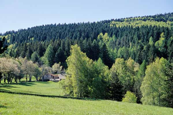 Forêt, Champlong-de-Bougès