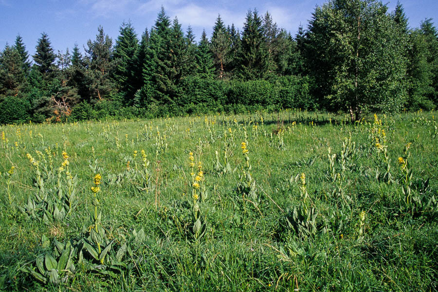 Champ de gentianes