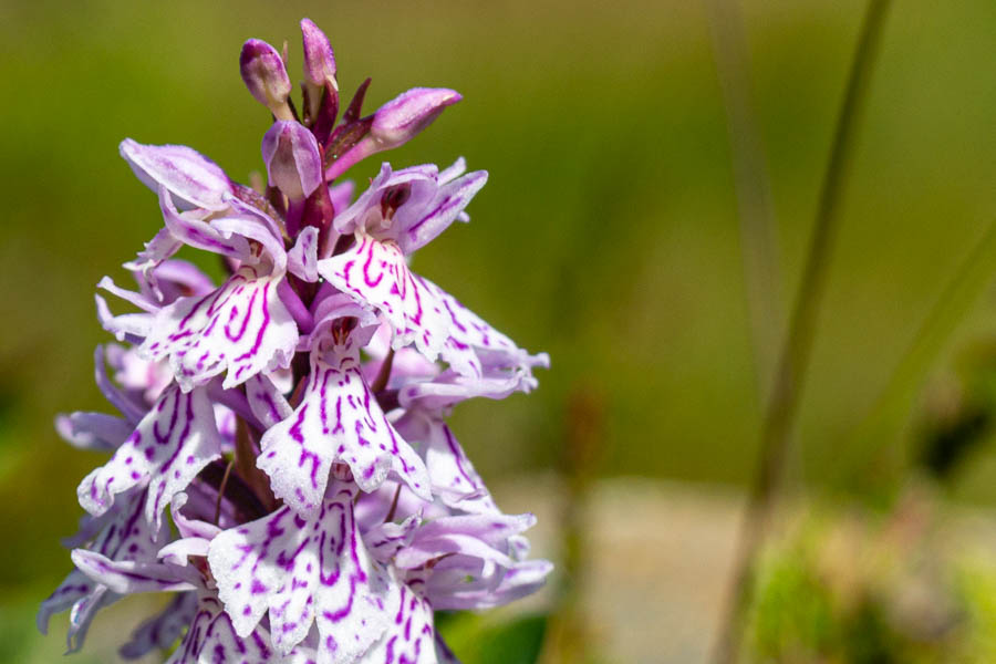 Orchis des bruyères